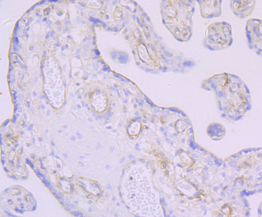 Anti-Thrombomodulin Antibody (5U850)