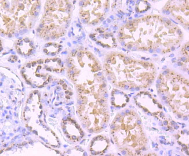 Anti-TGN46 Antibody (3J458)