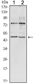 Anti-THAP11 Antibody (8P657)