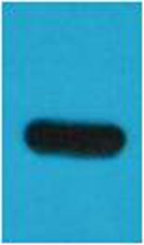 Anti-TAP Tag Antibody (2A205)