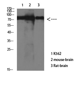 Anti-MAPT Antibody (2Y191)