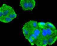 Anti-MAPT Antibody (8Y33)