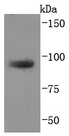 Anti-TGN46 Antibody (3J458)
