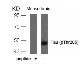 Anti-Phospho-MAPT (Thr205) Polyclonal Antibody