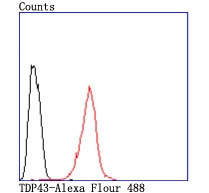 Anti-TARDBP Antibody (8Y416)