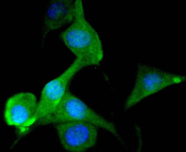 Anti-MAPT Antibody (8Y33)