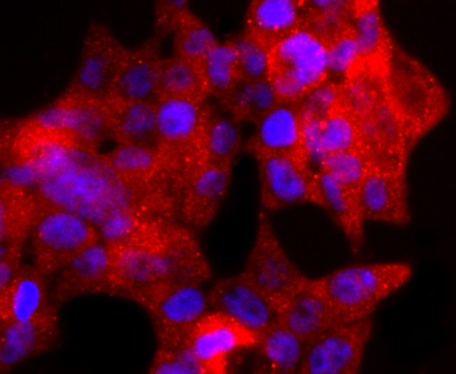 Anti-TIA1 Antibody (9Q940)