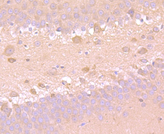 Anti-SOD1 Antibody (4Y683)
