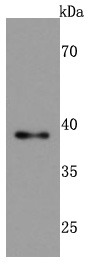 Anti-TIA1 Antibody (9Q940)