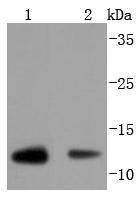 Anti-Thioredoxin/TRX Antibody (5F422)