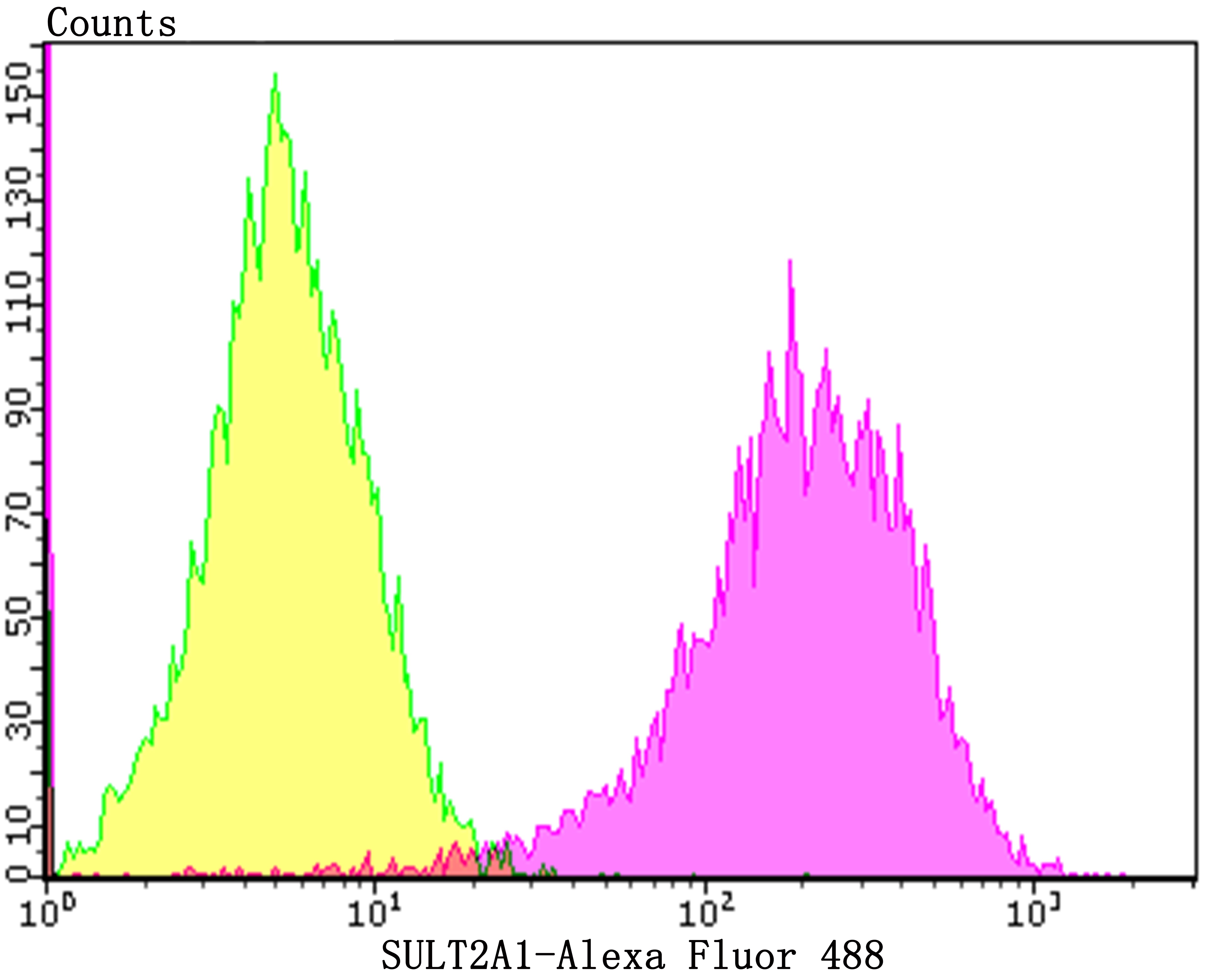 Anti-SULT2A1 Antibody (1I505)