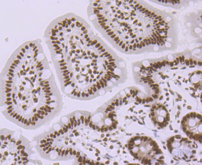 Anti-SMC3 Antibody (2D413)