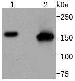 Anti-SMC1A Antibody (7H408)