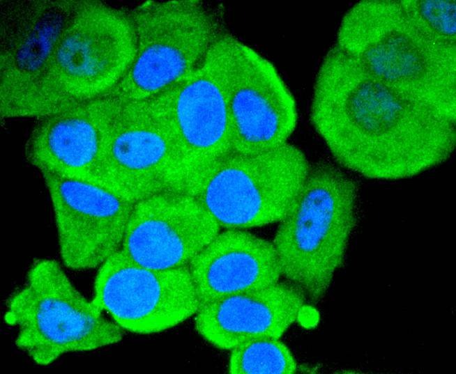 Anti-SMAD1 Antibody (6Y352)