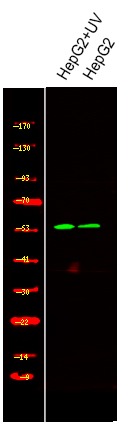 Anti-Phospho-SMAD2 (Ser245) Polyclonal Antibody