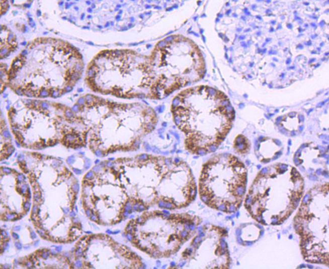 Anti-STAT6 Antibody (8C359)