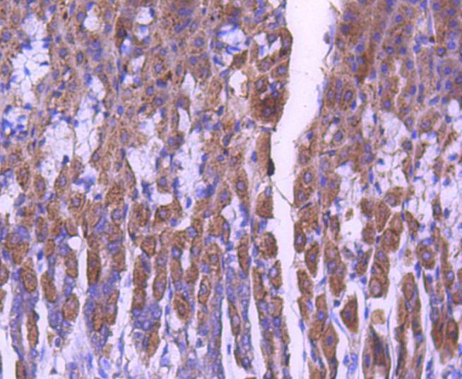Anti-STAT6 Antibody (8C359)