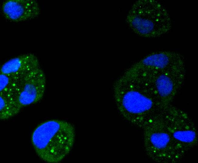 Anti-STAT6 Antibody (8C359)