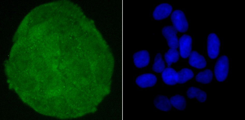 Anti-SKP1 Antibody (9W207)
