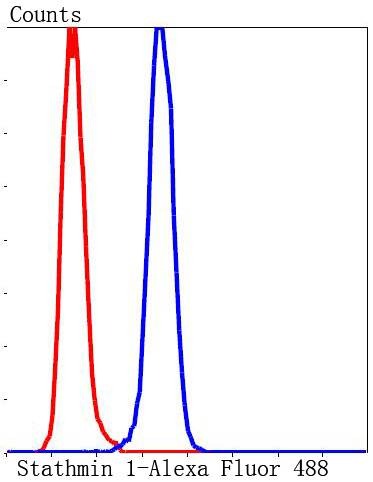 Anti-Stathmin 1 Antibody (2X10)