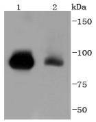 Anti-STAT5B Antibody (1Y166)