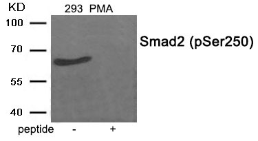 Anti-Phospho-SMAD2 (Ser250) Polyclonal Antibody