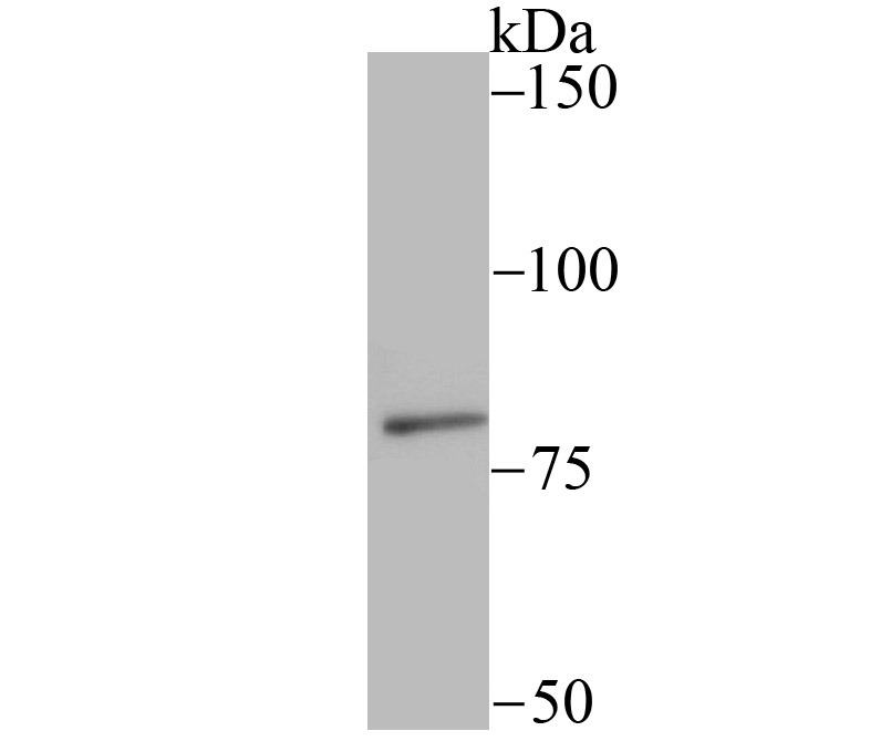 Anti-SMURF2 Antibody (2L792)