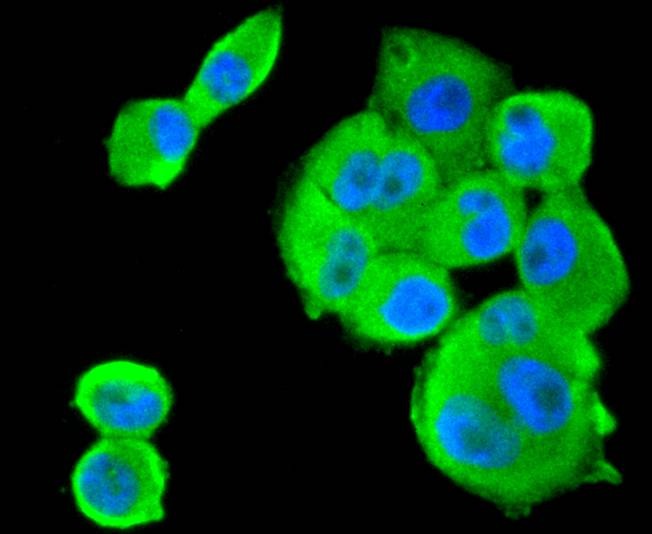 Anti-SMAD1 Antibody (6Y352)