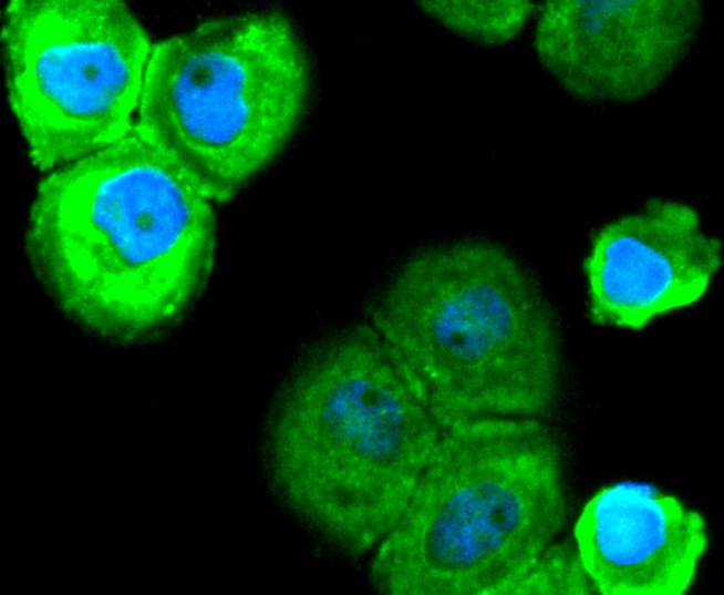 Anti-SOX10 Antibody (2U475)
