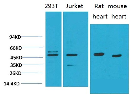 Anti-SMAD3 Antibody (8N368)
