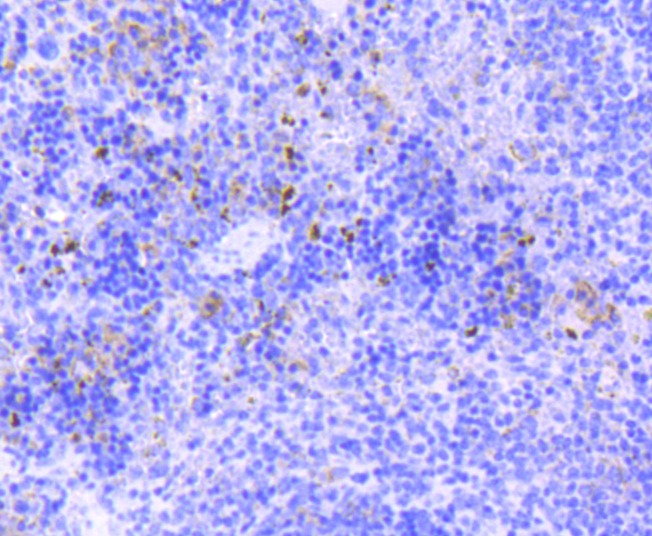 Anti-SOX9 Antibody (7W835)