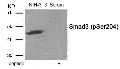 Anti-Phospho-SMAD3 (Ser204) Polyclonal Antibody 2