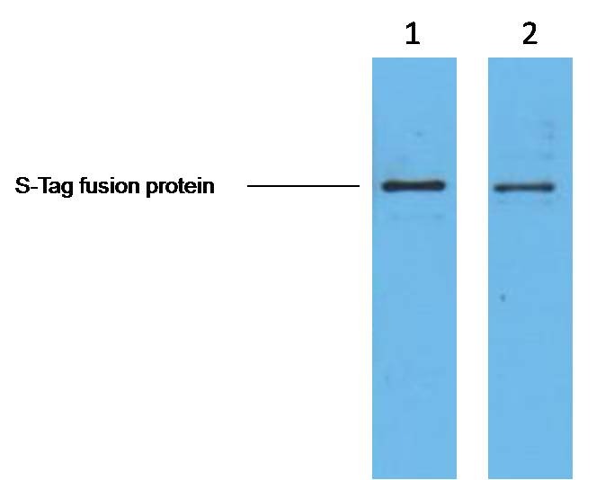 Anti-S Tag Antibody (4U192)