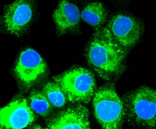 Anti-SHH Antibody (8Q785)