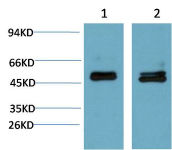 Anti-SMAD3 Antibody (9L391)