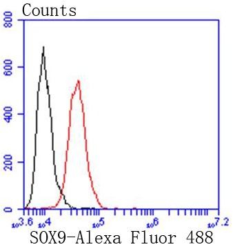 Anti-SOX9 Antibody (7W835)