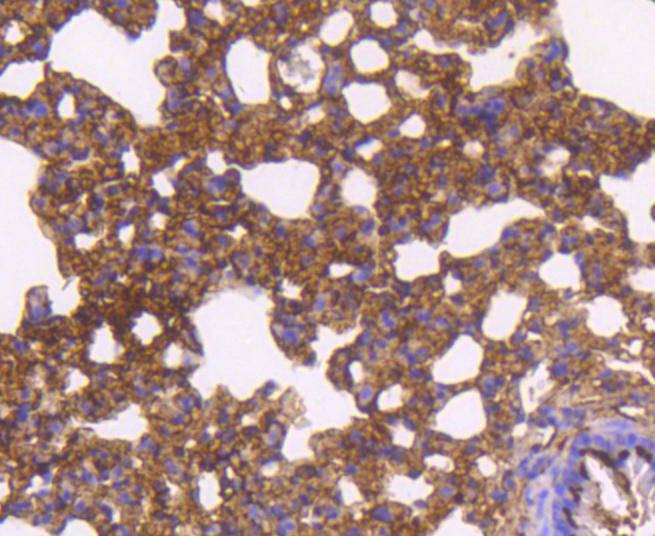 Anti-SMAD5 Antibody (9J928)
