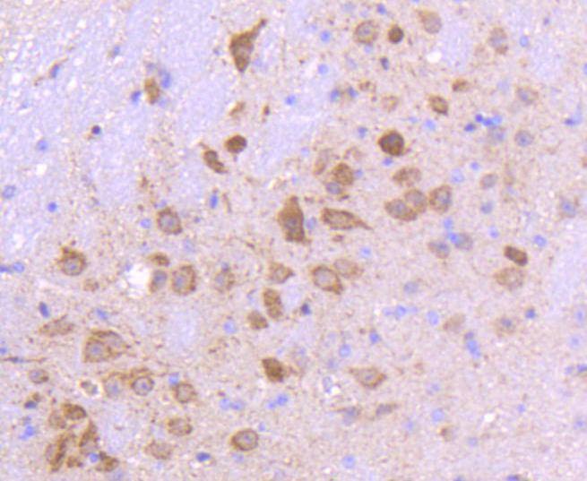 Anti-SMAD3 Antibody (6Y358)