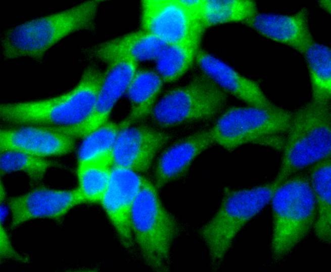 Anti-SHH Antibody (8Q785)