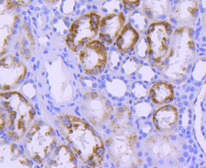 Anti-STAT6 Antibody (1F266)