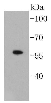 Anti-SMAD3 Antibody (6Y358)