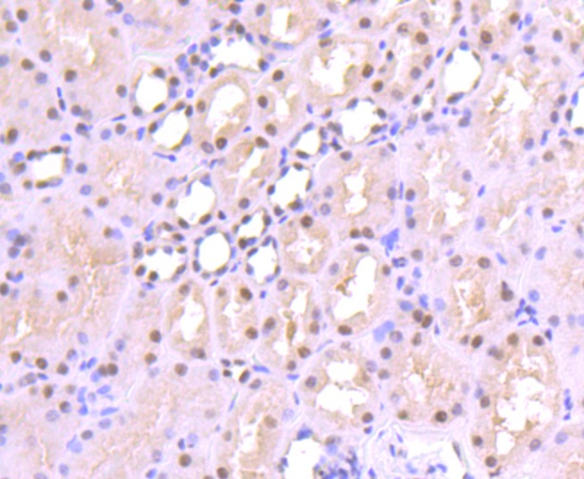 Anti-SP1 Antibody (3K908)