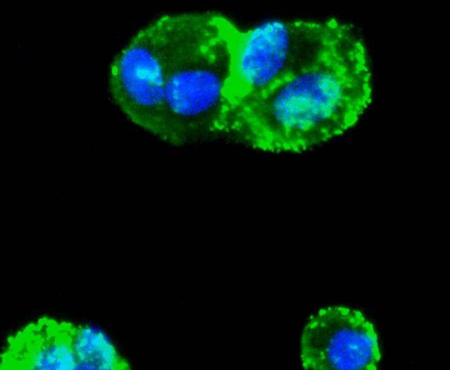 Anti-SMAD3 Antibody (6Y358)