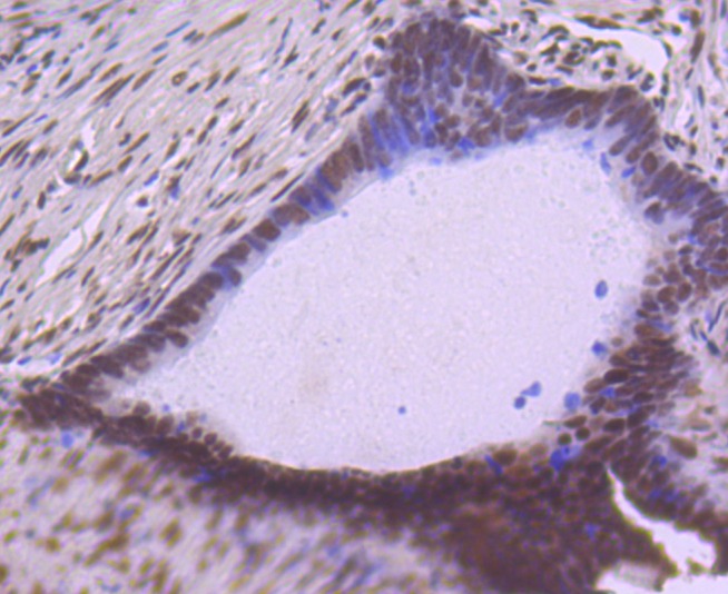 Anti-SP1 Antibody (3K908)