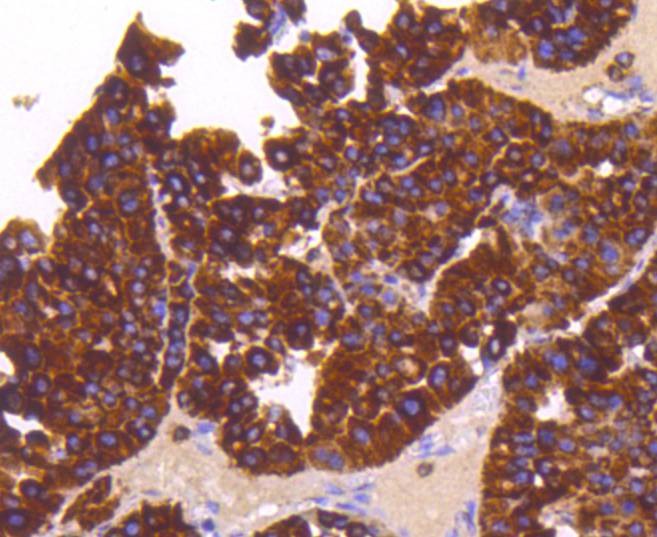 Anti-SHH Antibody (8Q785)
