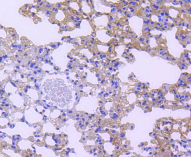 Anti-STAT6 Antibody (1F266)