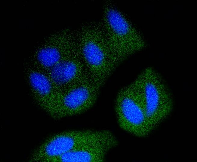 Anti-Src Antibody (1R481)