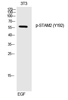 Anti-Phospho-STAM2 (Tyr192) Polyclonal Antibody
