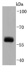 Anti-Src Antibody (6Y413)