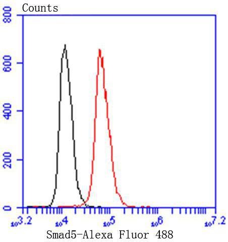 Anti-SMAD5 Antibody (9J928)